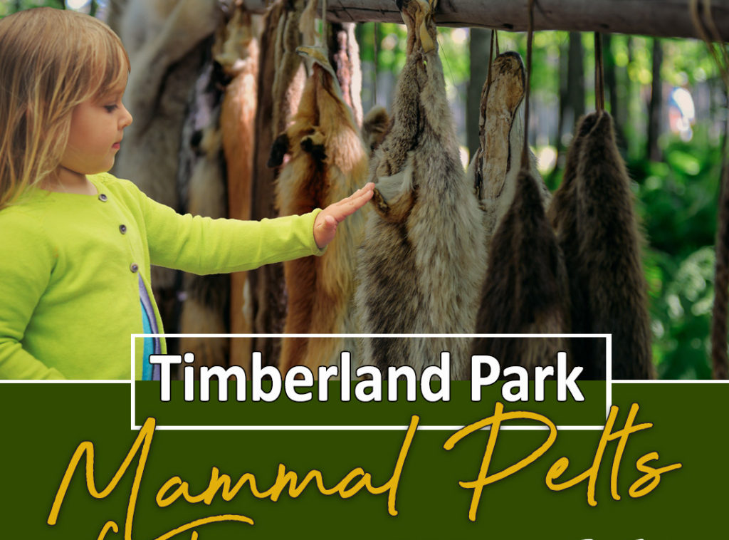 Kids activities in Franklin, TN at Timberland Park.
